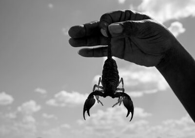 "Scorpion" at Gautcha Pan, Nyae Nyae Conservancy. May 2026